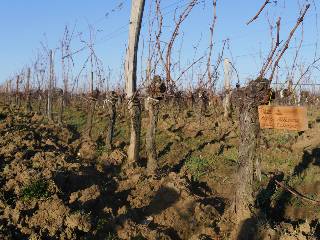 Виноградник на урожай